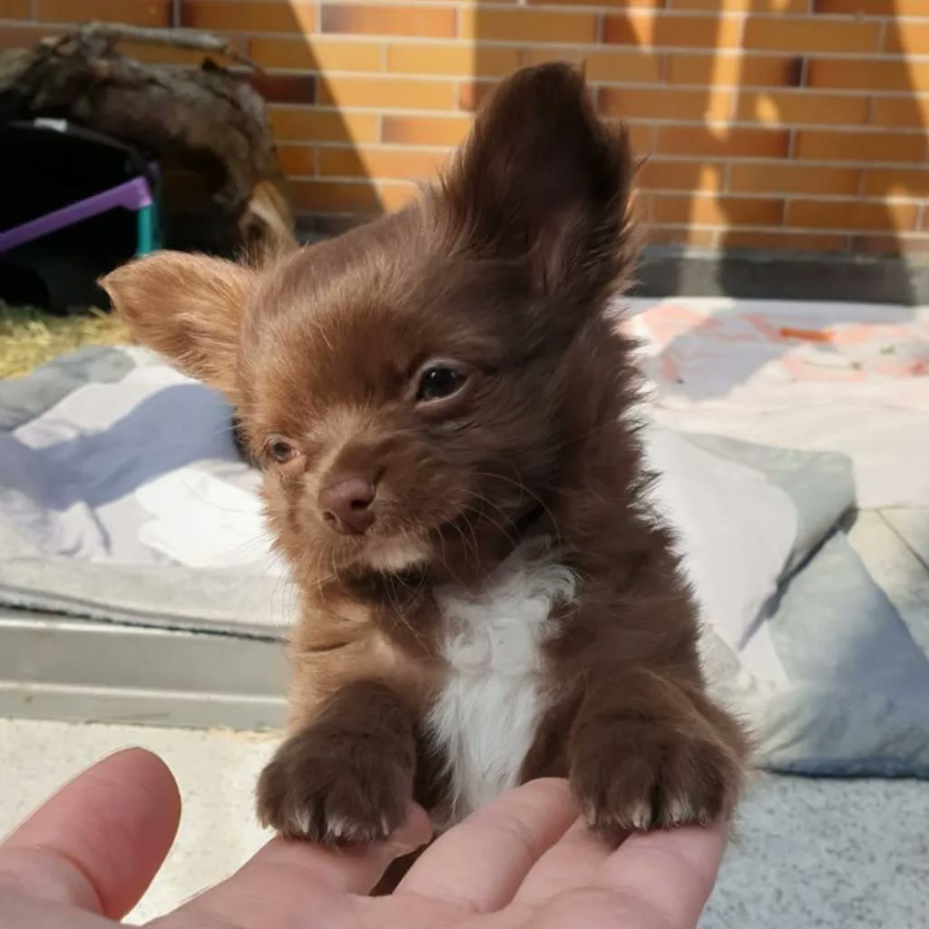 Chihuahua pelo largo atigrado brindle
