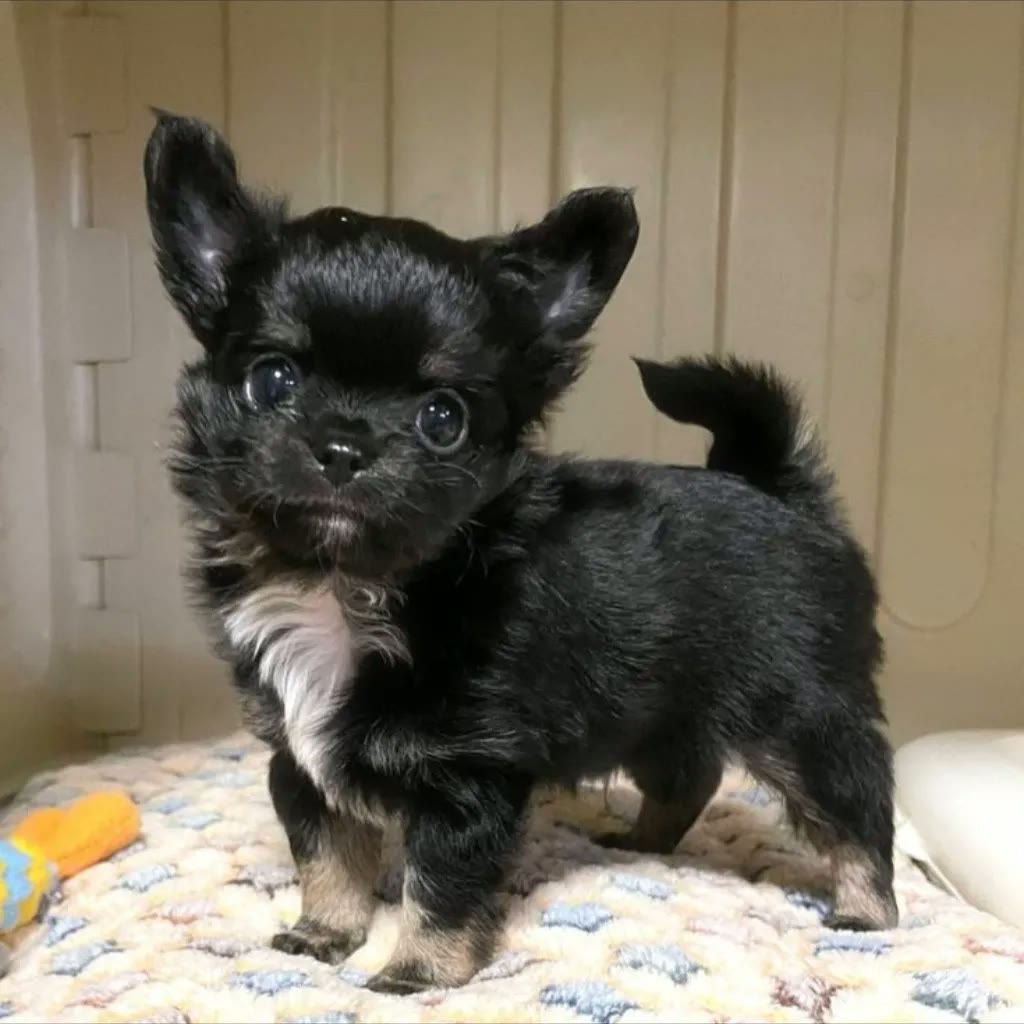 Chihuahua pelo largo azul