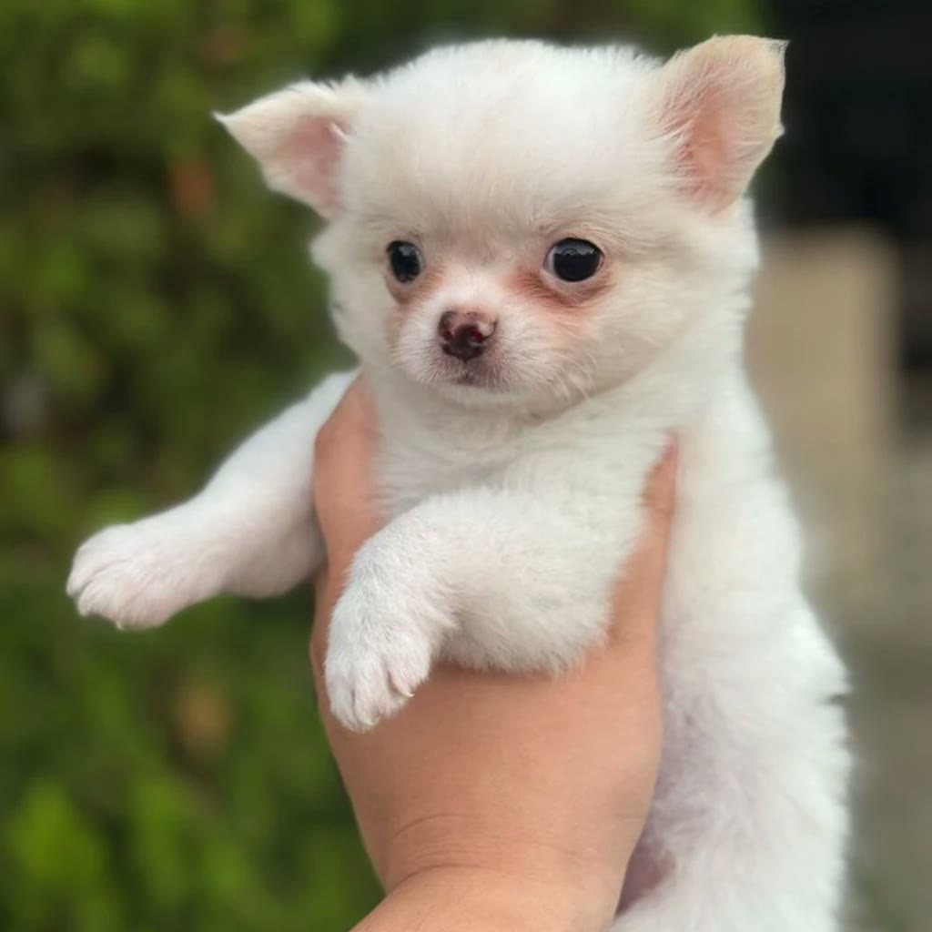 Chihuahua pelo largo blanco de manto largo