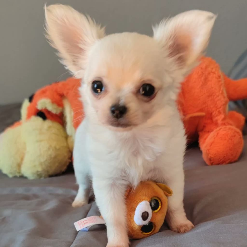 Chihuahua pelo largo blanco cachorro