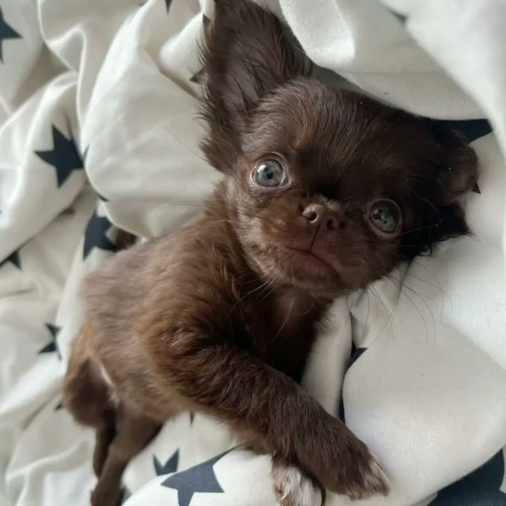 Cachorro chihuahua pelo largo chocolate