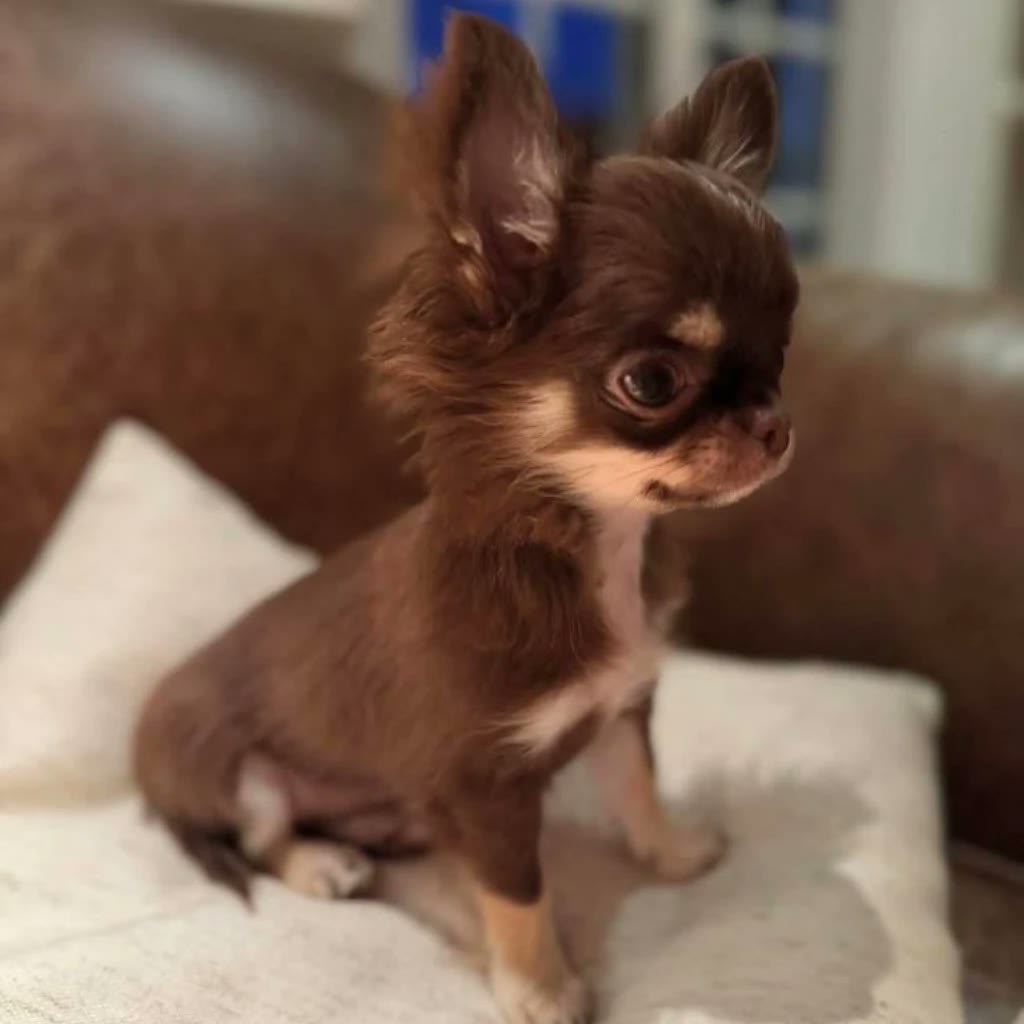 Chihuahua pelo largo chocolate