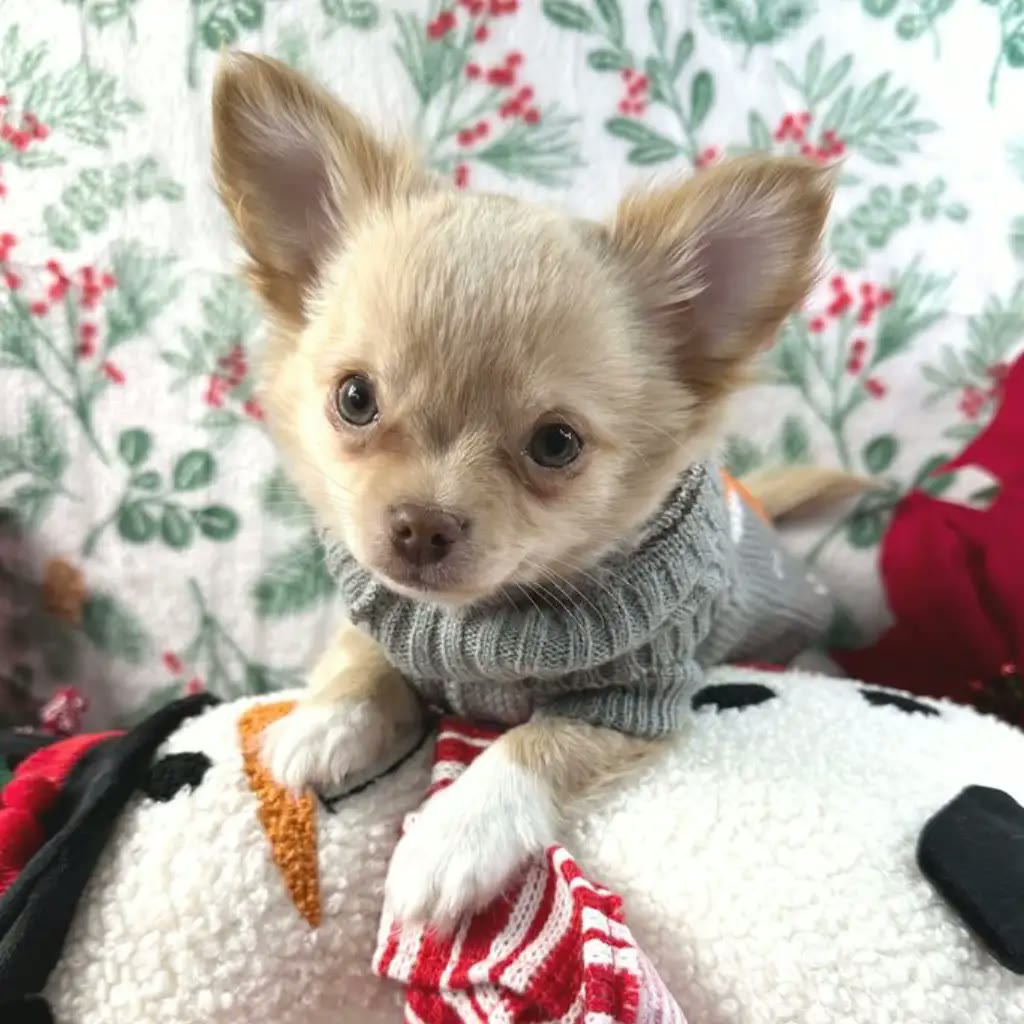 Chihuahua pelo largo fawn leonado
