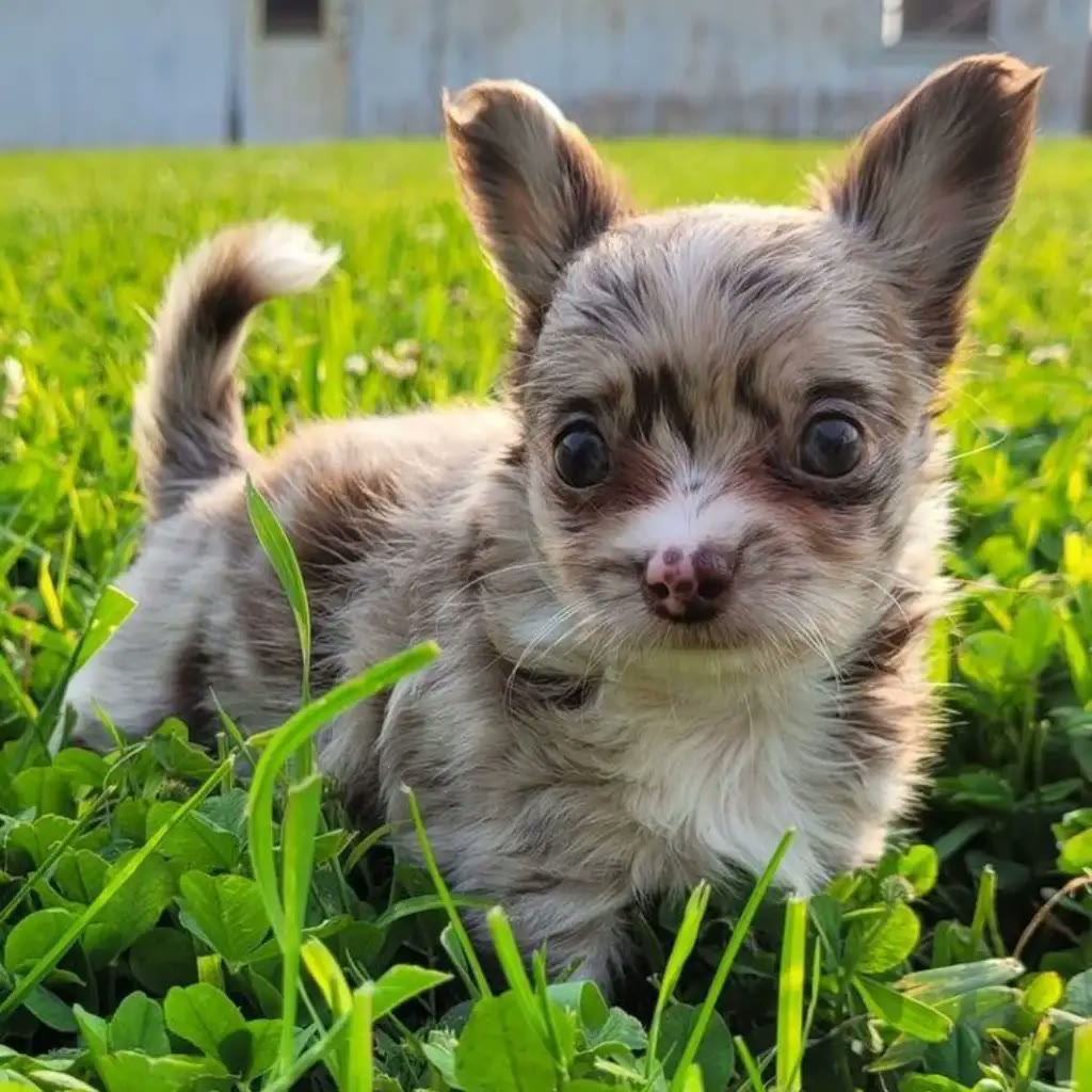 Cachorro chihuahua pelo largo merle