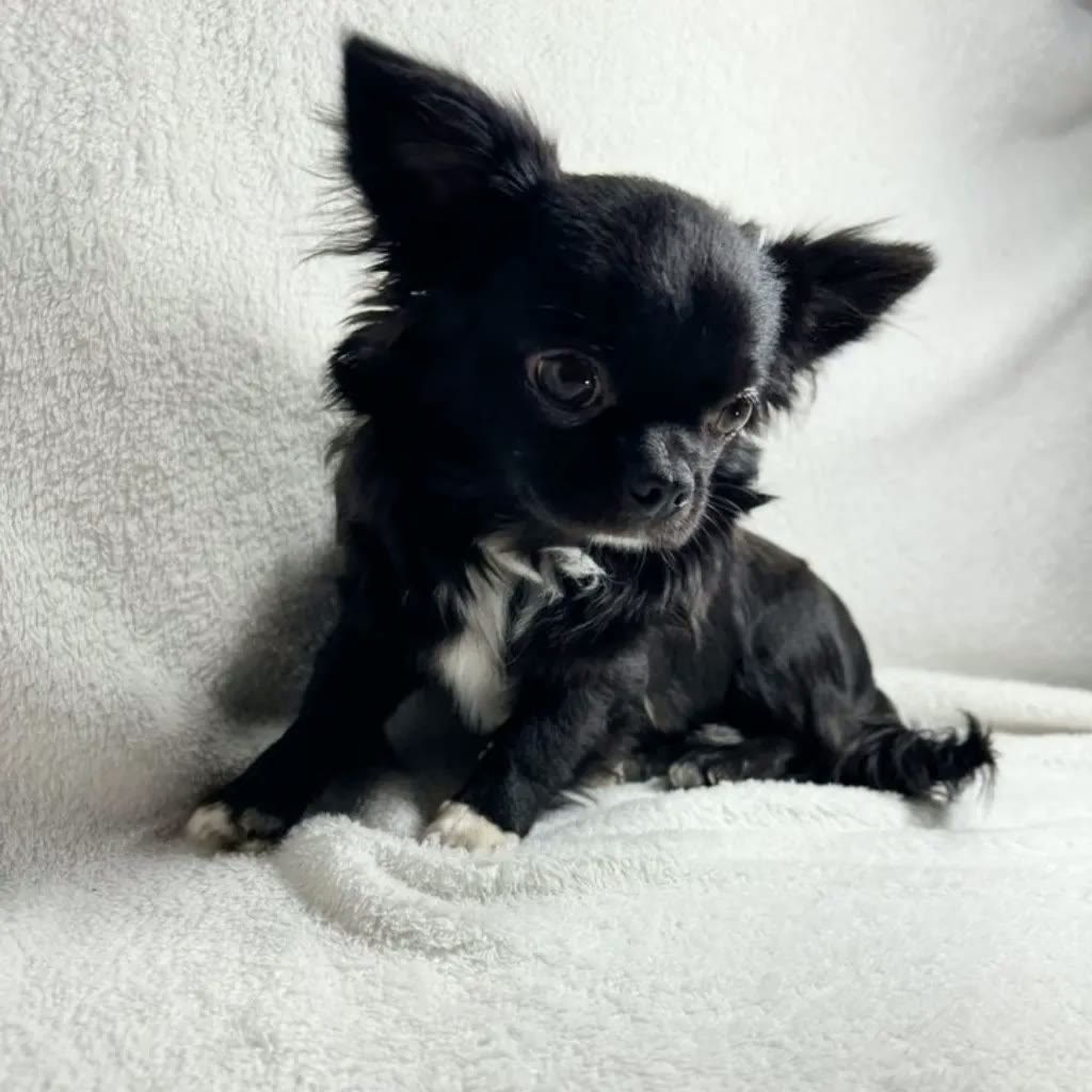 Chihuahua pelo largo negro y fuego